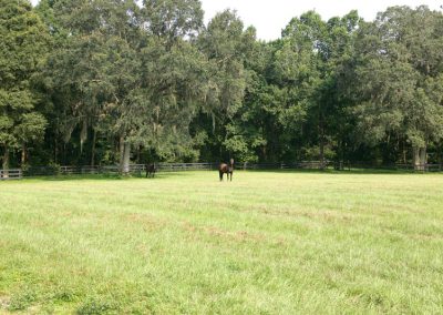 Two horses standing in a grassy field surrounded by a ranch style fence and large trees.