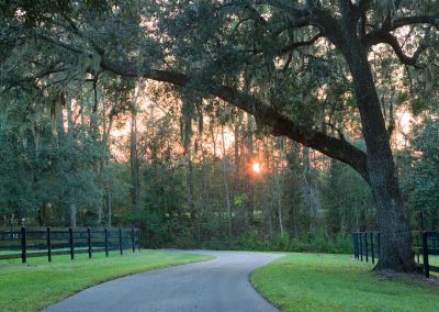 Sunset behind the trees at Country Road Farm in Ocala, Florida.