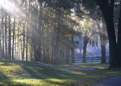 Light passing through the trees and fog at Country Road Farm.