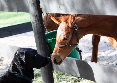 A Horse and Black Lab nearly touching noses as they look at each other .