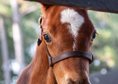 Baby Horse Close Up