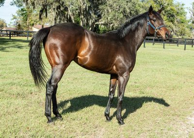 Bay Colt