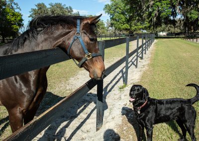 Horse and black lab dog standing on opposite sides of a fence.