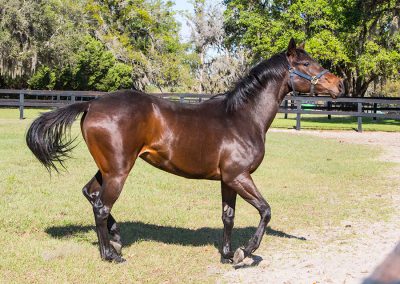 Dark brown horse with black mane prancing.