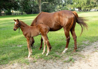 Mom and baby horse standing next to each other in a grassy field.