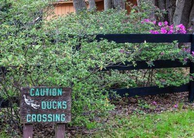Ducks Crossing Sign